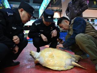 海鲜店内惊现国家一级保护动物 执法人员联合解救绿海龟