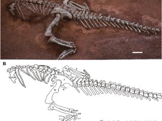 2025年命名的第一种中国恐龙：体长近10米 在云南发现