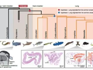 西工大研究成果再发《自然》 揭示肺脏和肝脏起源演化