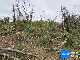 海南8市县住建力量赴文昌支援林木清理工作