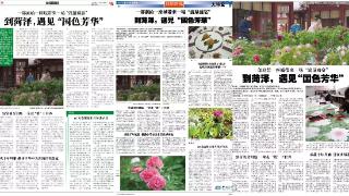 千年花韵，绽放在菏泽的国色传奇