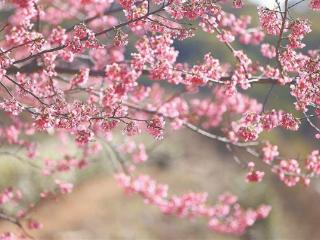 来翔安妙高山赴一场樱花之约 花期预计持续到3月初