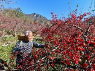 河南中医药，真“中”！