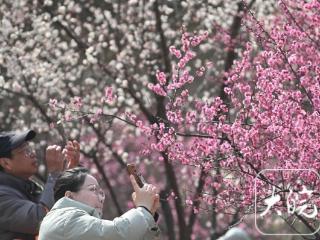 合肥匡河公园梅花盛放，市民享受“梅”好春光（组图）