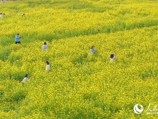 厦门：油菜花海醉游人