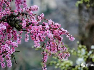 约好旅游搭子！本周六一起去贵州梅园赏梅花