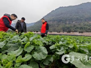 赤水：春日田间地头忙 油菜地里开“迎春会”