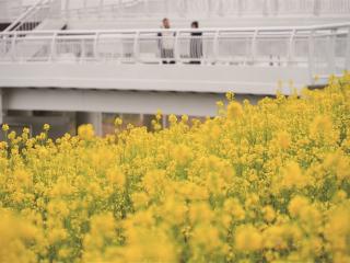 油菜花开 浪漫春日