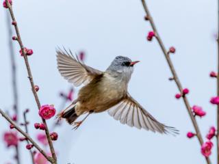 梅花绽放 百鸟“闹春”