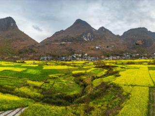 【组图】贵州望谟：初春织锦般的田野