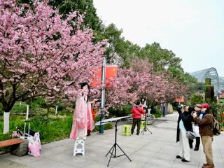 南山植物园樱花绽放 繁花似锦醉游人