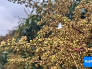 组图 | 三亚芒果花开满山野 硕果累累压枝头