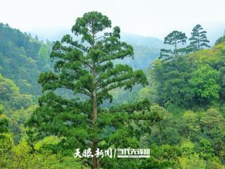 踏歌《登高》一览贵州｜黔东南雷公山