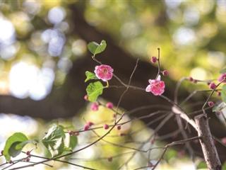 “梅妻鹤子”的林和靖墓前 梅花“花叶同放”