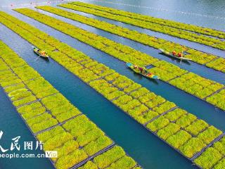 浙江淳安：雨水时节 湖上菜园春收忙