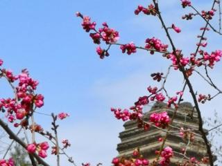 “落梅庭榭香 芳草池塘绿” 西安梅花赏花图鉴