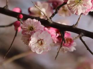 接下来看，菏泽一路“繁花”