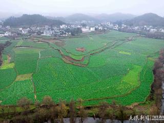 黔西：雨水时节田园美