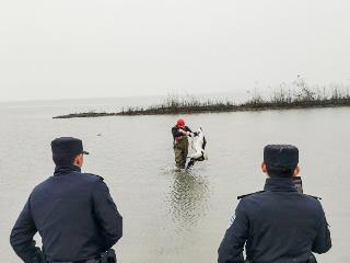 “国宝”东方白鹳受伤被困 宿松警方紧急营救