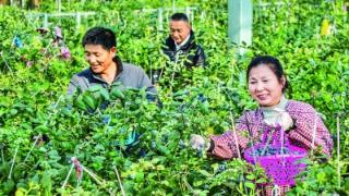 溧水区大棚蓝莓抢鲜上市