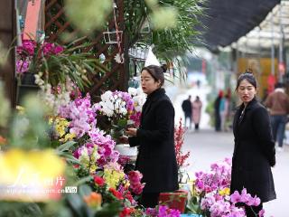 重庆：花卉市场逐渐“升温”