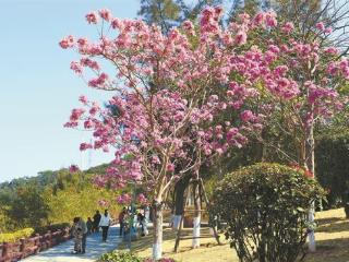 今年厦门计划完成植树1237.3万株