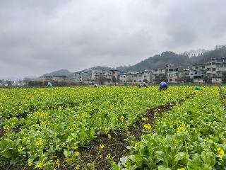 紫云自治县坝羊镇通过“小田变大田”整合模式，推动村级集体经济发展和农民增收