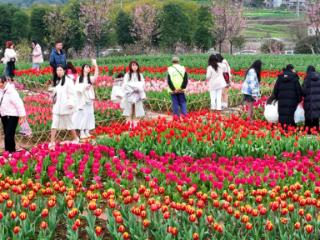 郁金香花海登场 姹紫嫣红醉游人