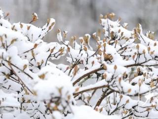 黄山市多地迎来降雪