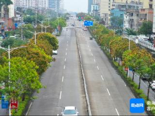 组图 | 海口部分芒果花已绽放，来奔赴一场金色的春宴！