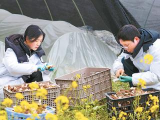 科技来帮忙  羊肚菌业旺