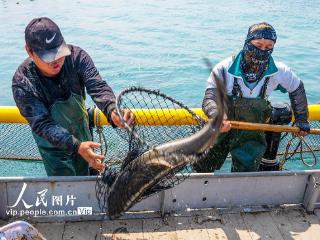 海南海口：“海上牧场”迎丰收