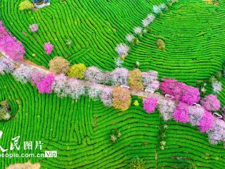 福建漳平：茶园樱花开