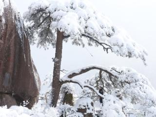 黄山连续降雪，景区保畅通、护古松