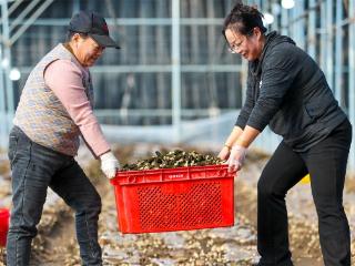 山东莱西：小小羊肚菌撑起农民致富伞