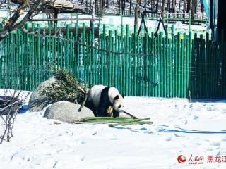 黑龙江亚布力：大熊猫雪地“画梅花”