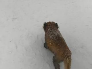 西岭雪山景区野生小熊猫尾巴受伤脱毛？林业局：可能是打湿后冻上了