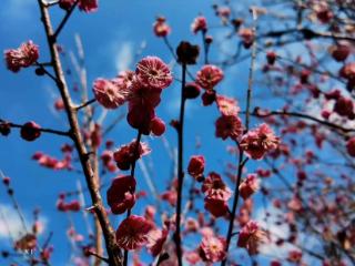 芜湖南陵：森林公园梅花开