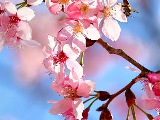 春天，来福建赏花花花花花花花！