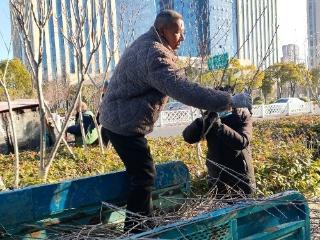 阜阳为主干道花卉开启“美颜模式”