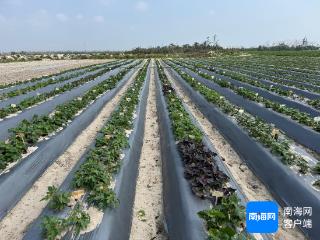 先上天，再入地！这些太空地瓜种子在文昌开花结果啦