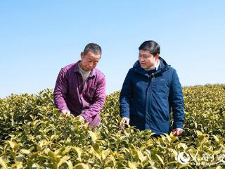 代表委员履职故事｜全国人大代表杨广奇：“沏”好一杯致富茶