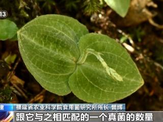 发现34个新物种！武夷山国家公园生物资源本底调查结果喜人