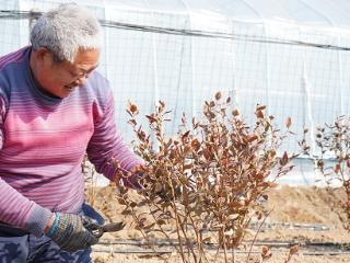 临沭县大兴镇：气温回升春季生产正当时