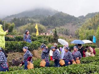 赣州高山茶春茶开采