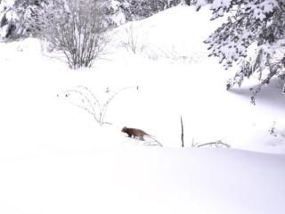 游客在西岭雪山偶遇野生小熊猫引发网友关注！景区：将持续关注