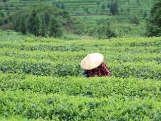 【对话民营企业家】贵茶集团的雄心：剑指全球第一