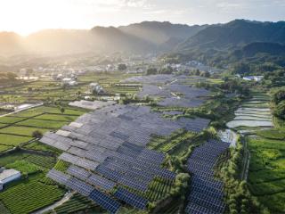 中国石化首个乡村振兴茶光互补项目全面建成