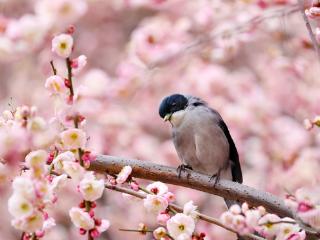 梅花开 鸟闹春