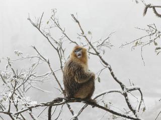 甘肃陇南：川金丝猴林间觅食嬉戏